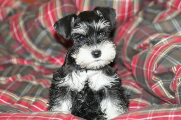 toy schnauzer puppies for sale